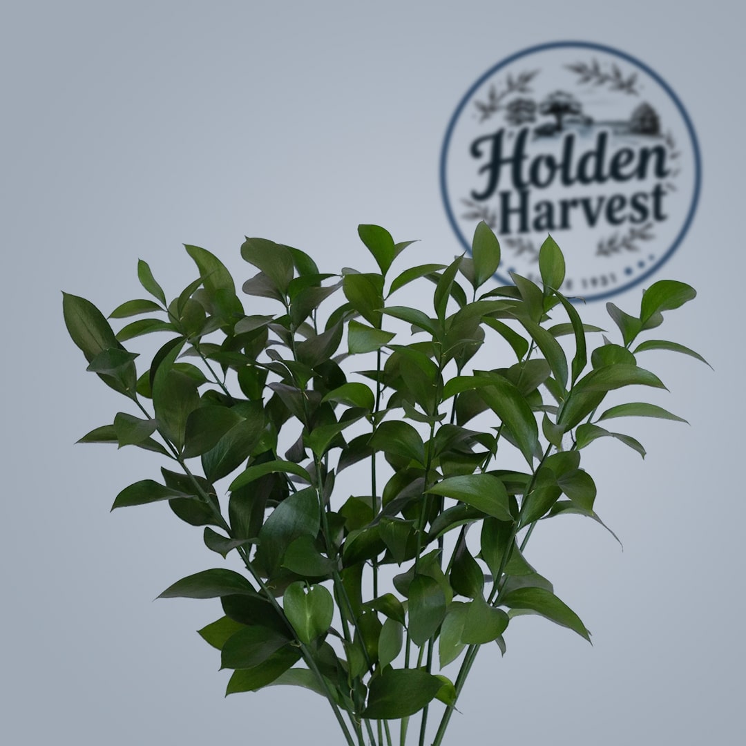Alstroemeria leaves2